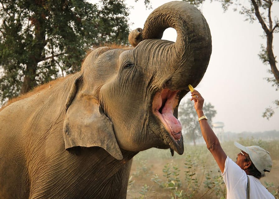Delhi: 3Day Golden Triangle with Elephant SOS (5 Star Hotel) - Who should book this three-day route?
