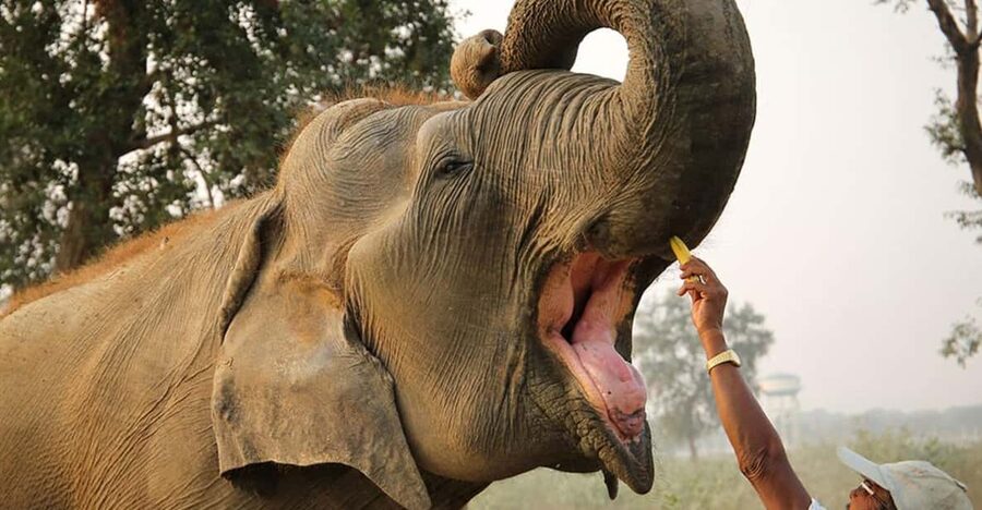 Delhi: 3Day Golden Triangle with Elephant SOS (5 Star Hotel) - Day one: Delhi’s Mughal monuments and ceremonial avenues
