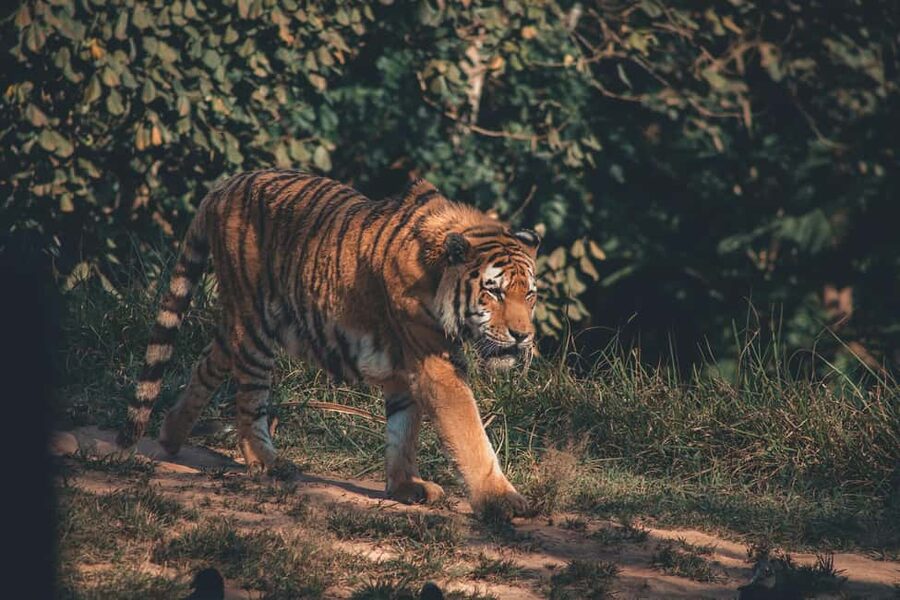 Delhi Agra Jaipur Golden Triangle Multiday Trip with Safari - Choosing between three, four, five, and seven days