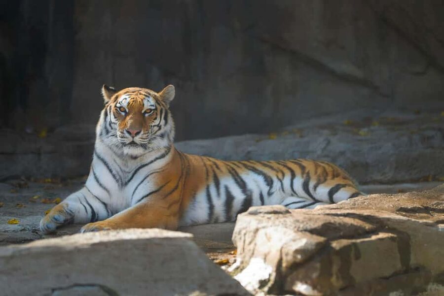 Delhi Agra Jaipur Golden Triangle Multiday Trip with Safari - What the price includes, and where value can slip