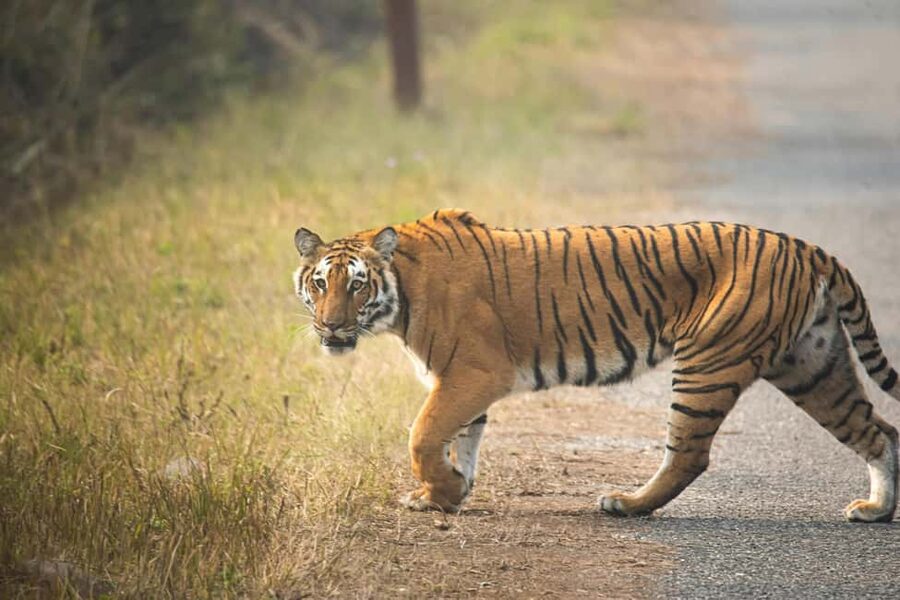 Delhi-Agra-Jaipur Golden Triangle Multiday trip with Safari - Delhi begins with monuments and movement