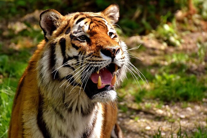 Delhi, Agra, Jaipur & Ranthambhore Tiger Safari 5-Day Tour - Key points to know before booking