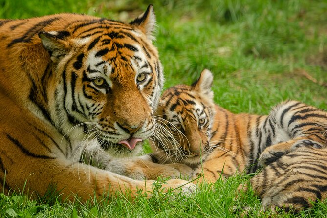 Delhi, Agra, Jaipur & Ranthambhore Tiger Safari 5-Day Tour - Why this five-day route works