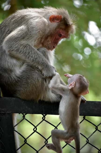 Delhi: Monkey Safari guided walking tour - Key points at a glance