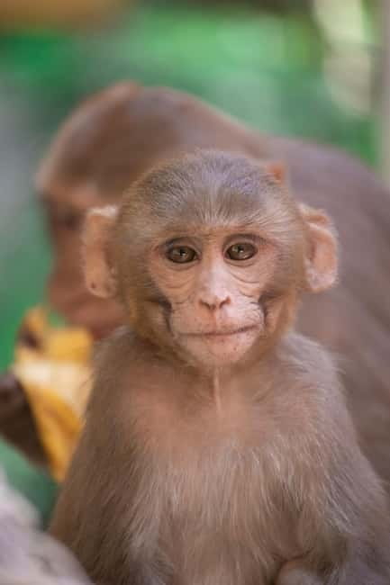Delhi: Monkey Safari guided walking tour - A monkey walk with a strong Delhi setting