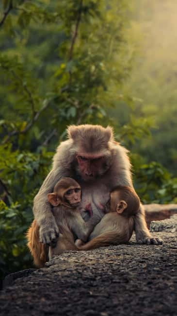 Delhi: Monkey Safari guided walking tour - Walking into Delhi’s green spaces