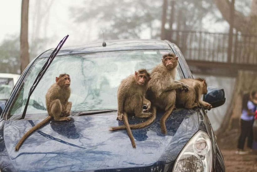 Delhi: Monkey Safari guided walking tour - What $27 includes, and what it does not