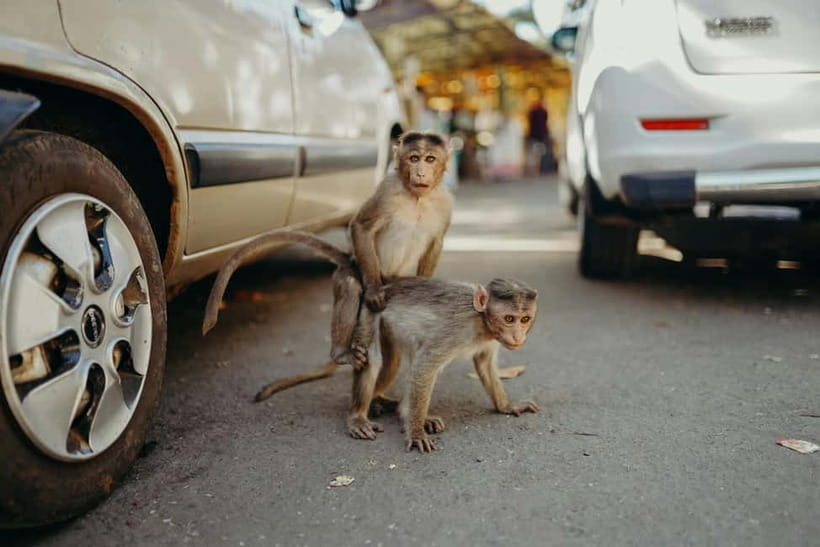 Delhi: Monkey Safari guided walking tour - Hanuman temple gives the monkeys a cultural context