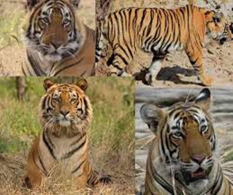 Delhi: Ranthambore National Park 3-Day Trip w/ Tiger Safari - Two nights in a budget hotel