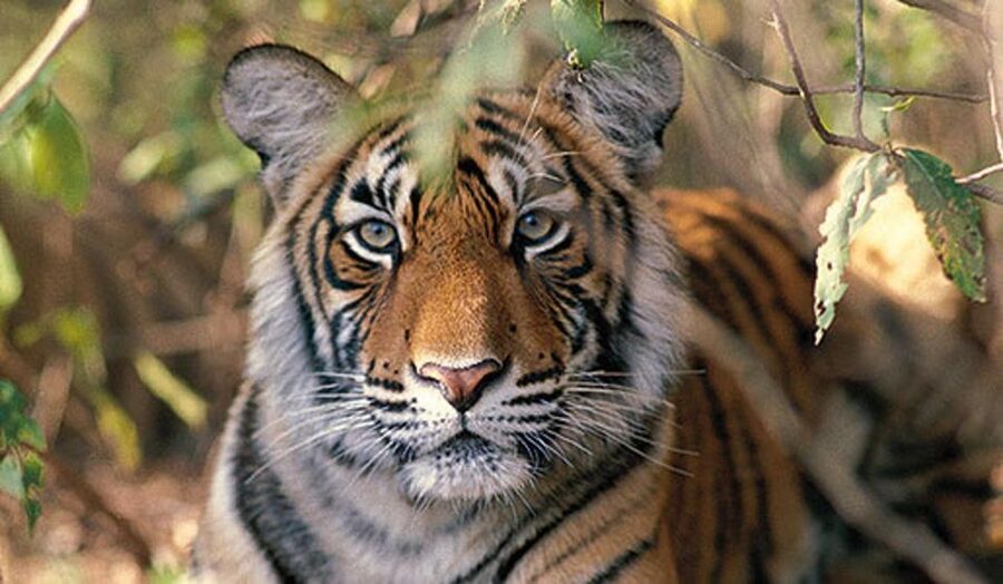 Delhi: Ranthambore National Park 3-Day Trip w/ Tiger Safari - What the $92 price really covers