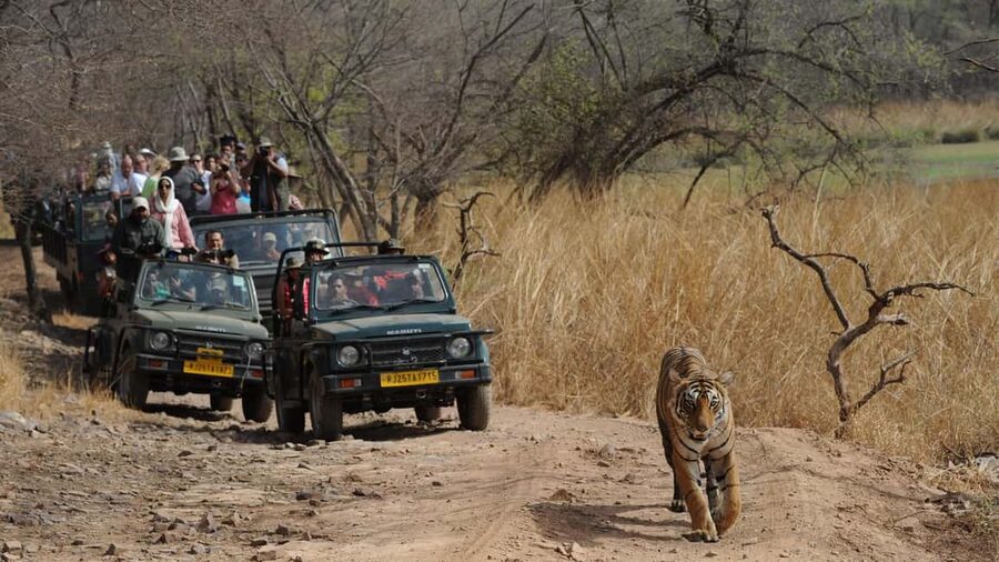 Delhi: Same Day Sariska National Park Tour with Tiger Safari - Three to four hours among Sariska’s wildlife