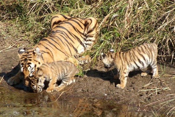 Delhi to Ranthambore Daily Tiger Safari Tour - The long road from Delhi to Sawai Madhopur