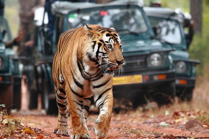 Delhi to Ranthambore Daily Tiger Safari Tour - The early morning safari on Day 3
