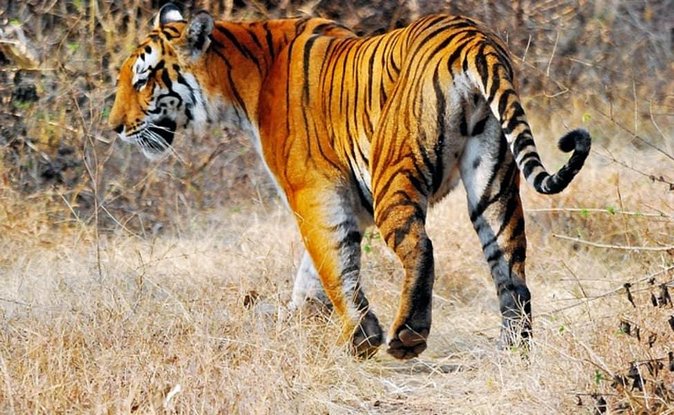 Delhi to Ranthambore Daily Tiger Safari Tour - Ranthambore Fort above the park
