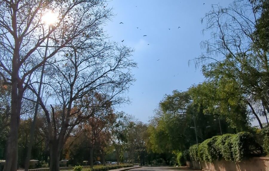 Delhi: Yoga in Lodhi Garden - Why the private format is worth considering