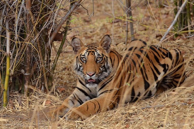 Delhi Zoo White Tigers & lions with Old Fort Visit - The 8:00 am hotel pickup keeps the morning simple