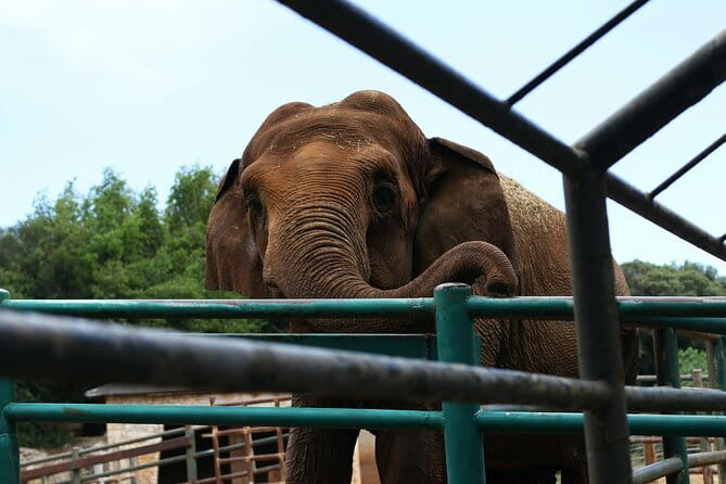 From Delhi: 1-day trip Mathura with Elephant conservation - Key points at a glance