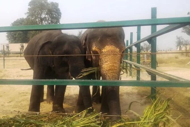 From Delhi: 1-day trip Mathura with Elephant conservation - The schedule and its tradeoffs