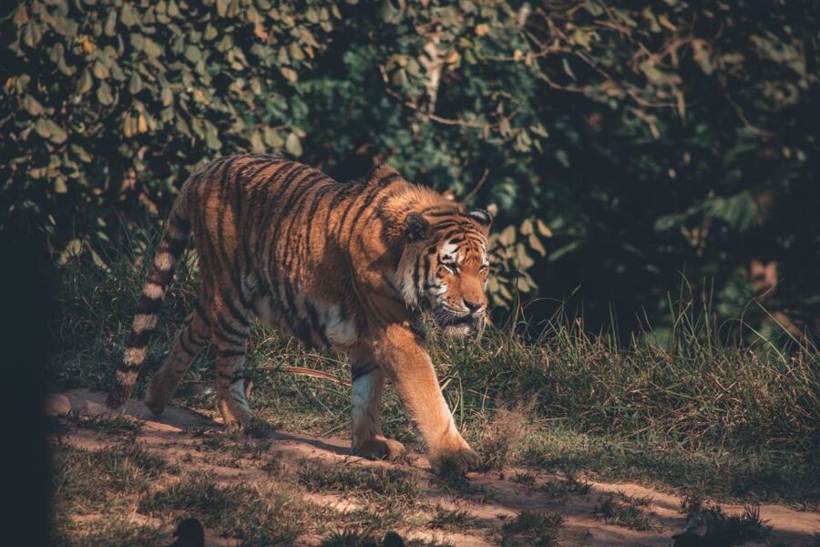 From Delhi: 2-Day Jim Corbett Tiger Safari Tour By Car - The long road from Delhi to Ramnagar
