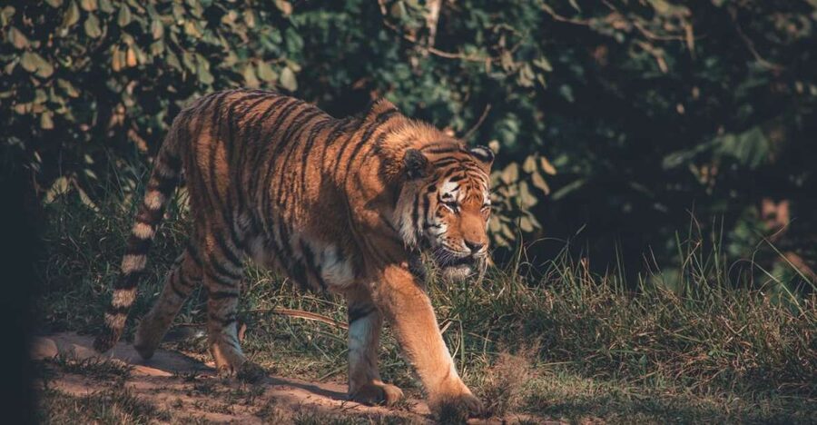 From Delhi: 2-Day Jim Corbett Tiger Safari Tour By Car - The early morning safari and the tiger question