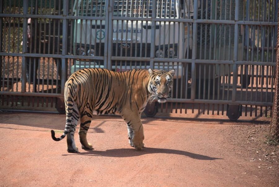From Delhi: 2-Day Jim Corbett Tiger Safari Tour By Car - Hotel comfort and the meaning of 3-star or 5-star