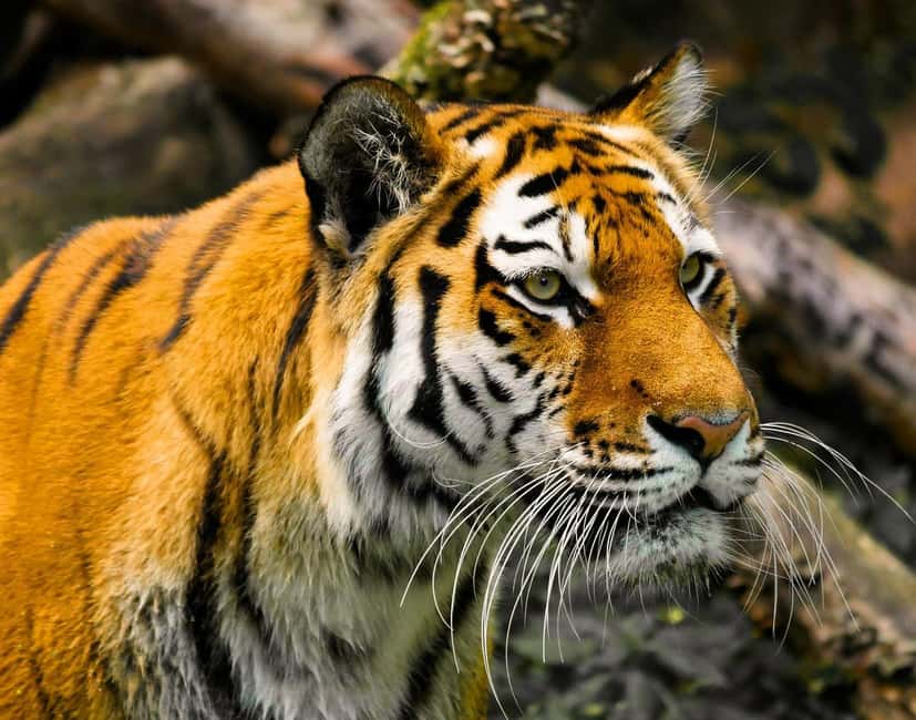 From Delhi: 3-Day Ranthambore Tiger Safari Tours India - Key points at a glance