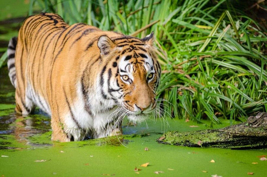 From Delhi: 3-Day Ranthambore Tiger Safari Tours India - Should you book it?