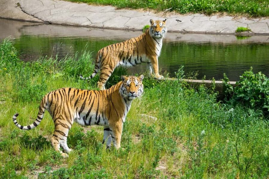 From Delhi: 3-Day Ranthambore Tiger Safari Tours India - Why Ranthambore makes a strong three-day escape
