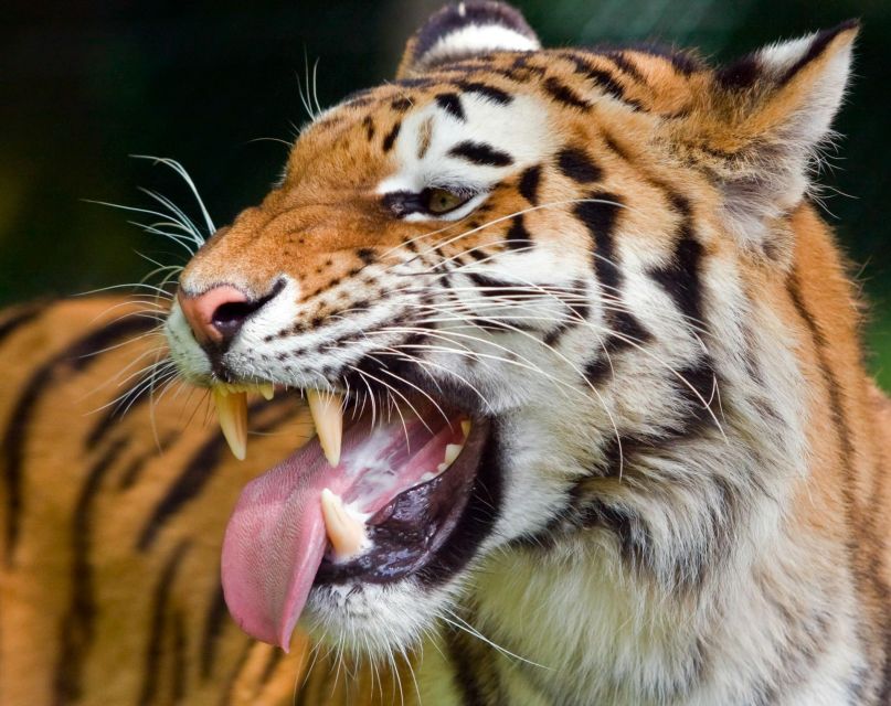From Delhi: 3-Day Ranthambore Tiger Safari Tours India - Day two: the best day for repeated wildlife watching
