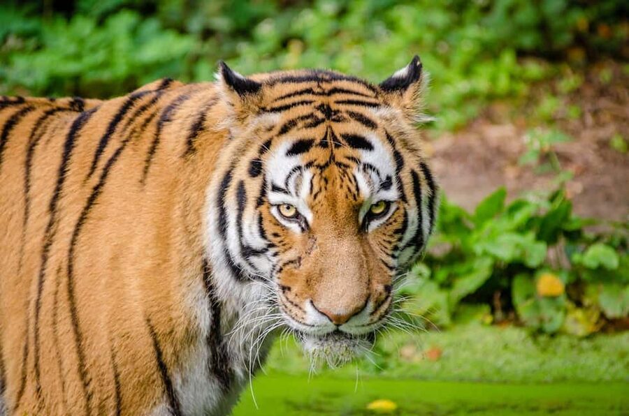 From Delhi: 3-Day Ranthambore Tiger Safari Tours India - Day three: one last morning in the park