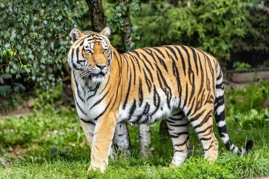 From Delhi: 3-Day Ranthambore Tiger Safari Tours India - What the $392 price really buys you
