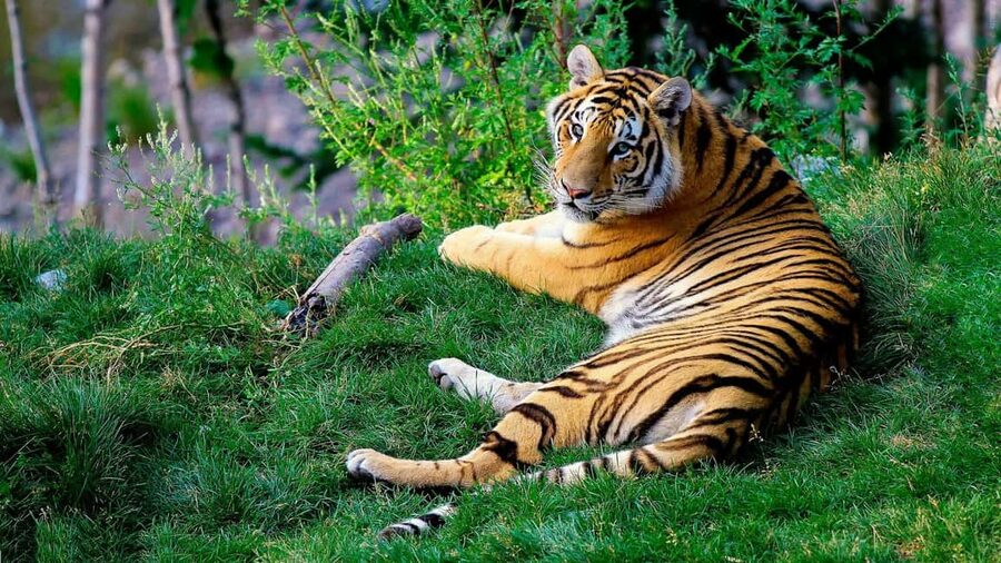 From Delhi: 3-Day Ranthambore Tiger Safari Tours India - The guide, the driver, and the private format