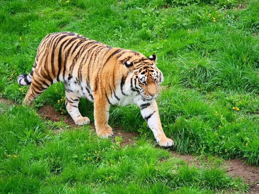 From Delhi: 3-Day Ranthambore Tiger Safari Tours India - Best months, closed zones, and useful clothing