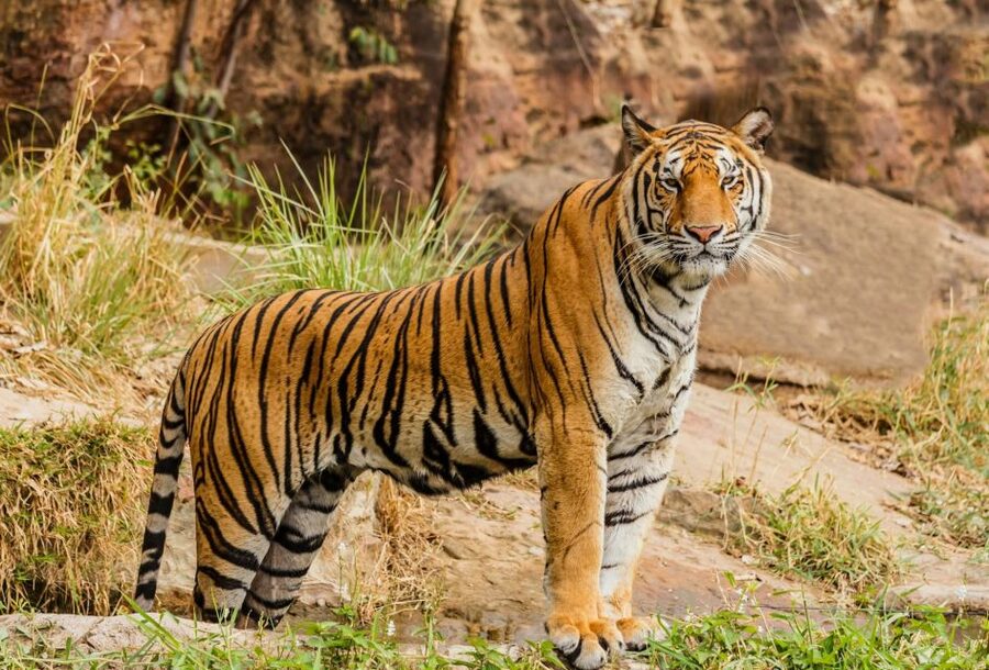 From Delhi: 3-Day Ranthambore Tiger Safari Tours India - Who should book this Ranthambore trip