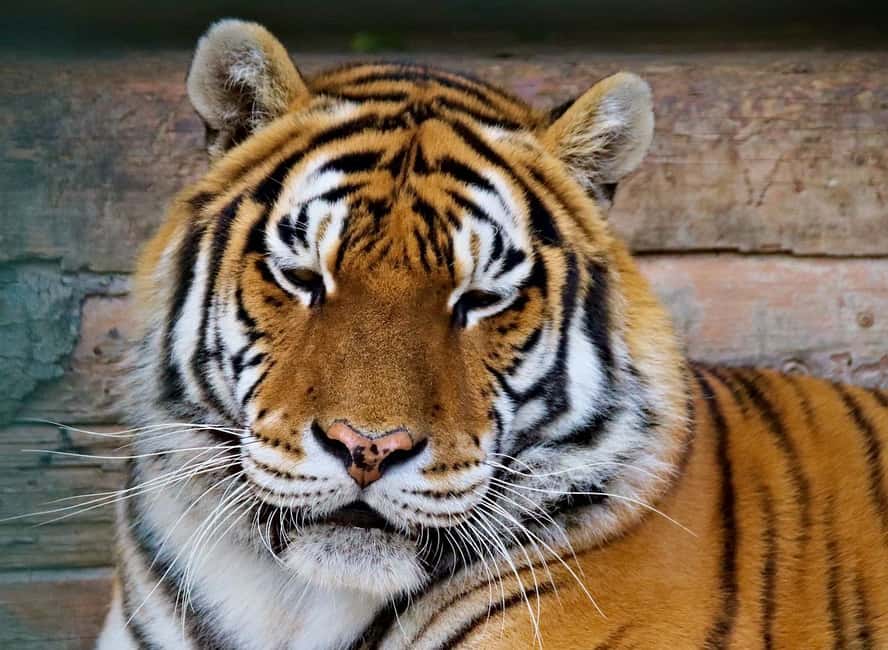 From Delhi: 3-Day Ranthambore Tiger Safari Tours India - Day one: the long road from Delhi to Ranthambore