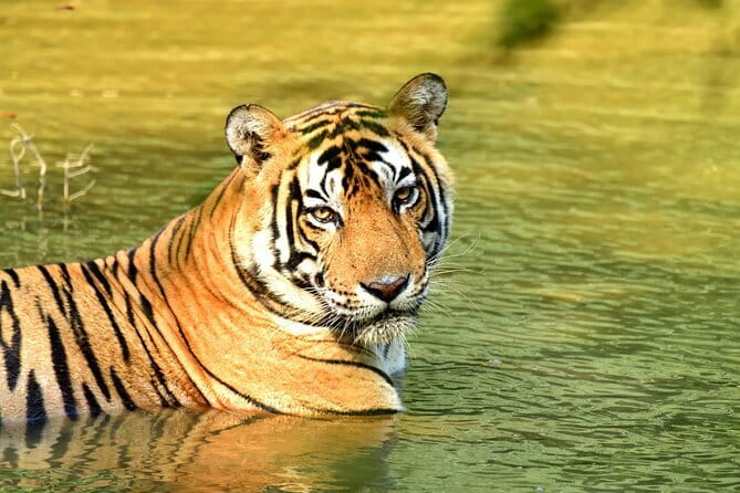 From Delhi: 4 Day Golden Triangle and Tiger Safari Private Tour - Key points to know before booking