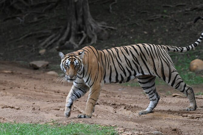 From Delhi: 4 Day Golden Triangle and Tiger Safari Private Tour - Guides, drivers, and the private-car advantage