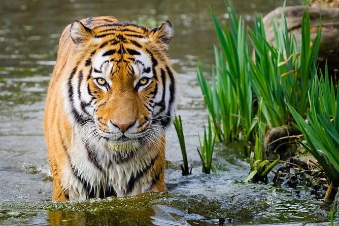 From Delhi: 4 Day Golden Triangle and Tiger Safari Private Tour - Who gets the best value from the $259 price