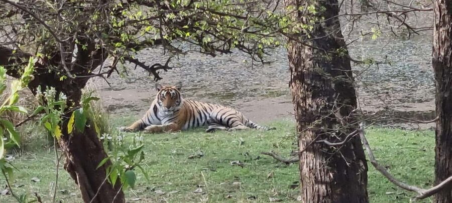 From Delhi: 4-Day Golden Triangle & Ranthambore Guided Tour - Who should book this trip?
