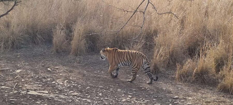 From Delhi: 4-Day Golden Triangle & Ranthambore Guided Tour - What this four-day route is really like