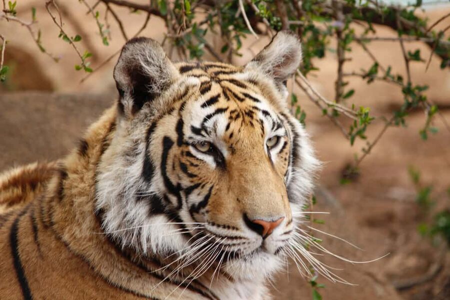 From Delhi: 4-Day Golden Triangle & Ranthambore Guided Tour - Day two: the Taj Mahal at sunrise and Agra Fort