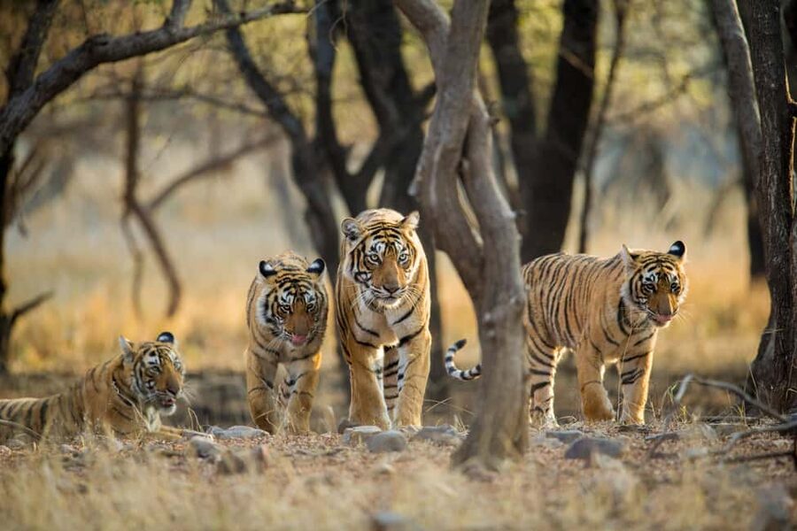 From Delhi: 4-Day Golden Triangle & Ranthambore Guided Tour - Day four: Amber Fort and Jaipur’s royal center