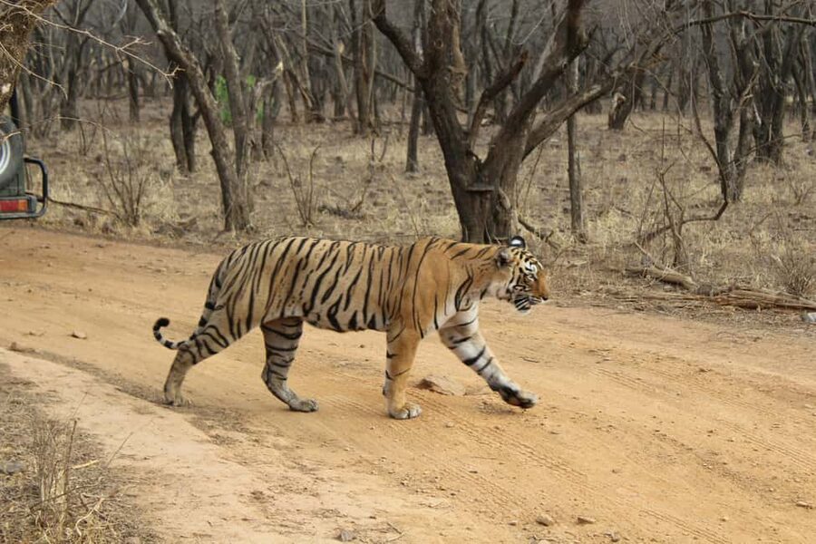 From Delhi: 4-Day Golden Triangle & Ranthambore Tiger Safari - Key points to know before booking