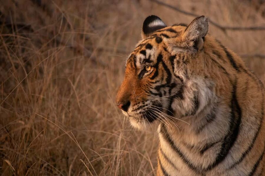 From Delhi: 4-Day Golden Triangle & Ranthambore Tiger Safari - What this four-day route gets right