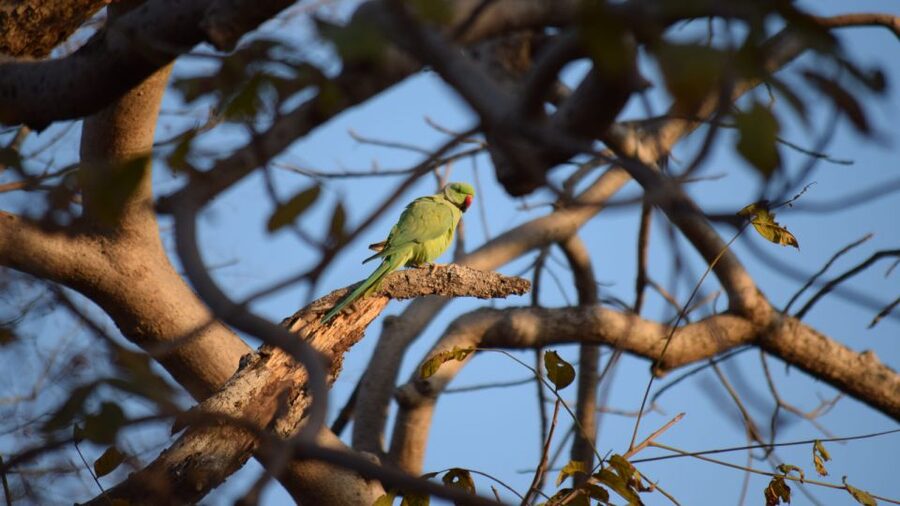 From Delhi: 4-Day Golden Triangle & Ranthambore Tiger Safari - Day 3: A shared safari in Ranthambore National Park