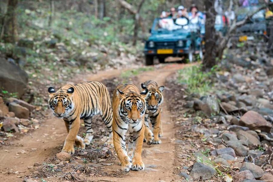 From Delhi: 4-Day Golden Triangle Tour with Tiger Safari - FAQ