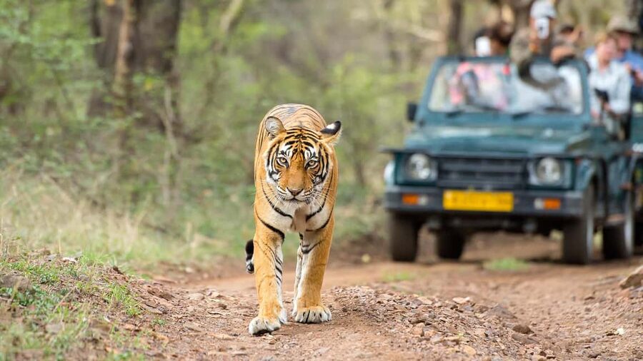 From Delhi: 4-Day Golden Triangle Tour with Tiger Safari - Two safaris in Ranthambore National Park