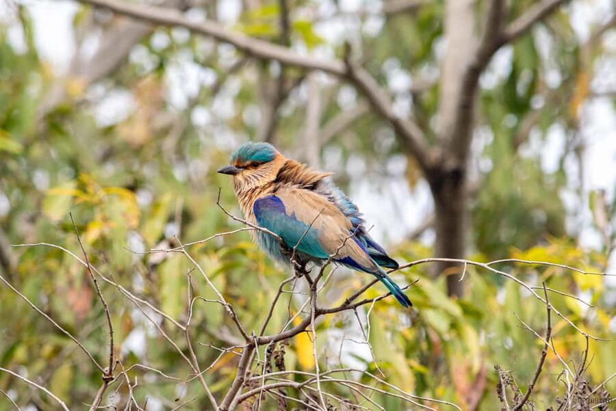 From Delhi: 5 Day Golden Triangle, Safari, & Bird Sanctuary - What this five-day route really covers