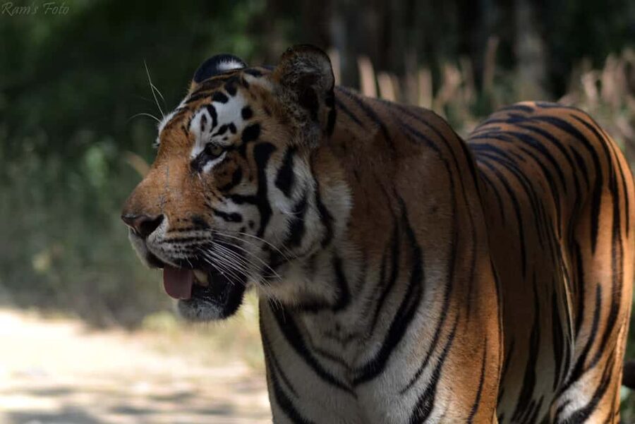 From Delhi: 5 Day Golden Triangle, Safari, & Bird Sanctuary - Day 3: Two safari drives in Ranthambore