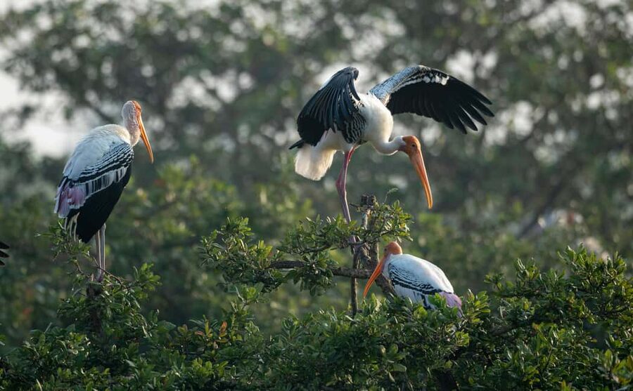From Delhi: 5 Day Golden Triangle, Safari, & Bird Sanctuary - Day 1: Old Delhi, Mughal monuments, and the drive to Agra